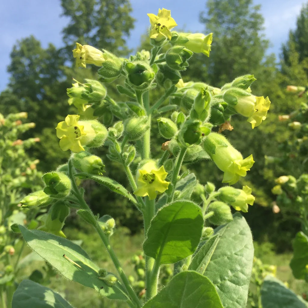 Tobacco, Rustica (Nicotiana rustica) - Image 3