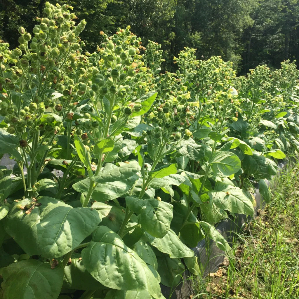 Tobacco, Rustica (Nicotiana rustica) - Image 4