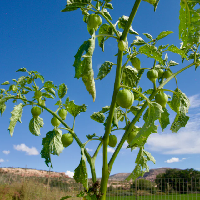 Tomatillo Verde - Image 3