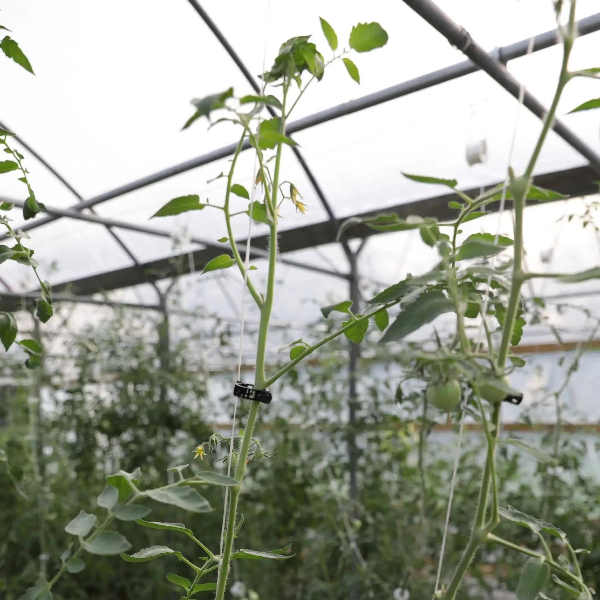 Tomato Roller Hooks - Image 10