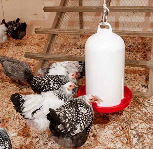 Top Fill Poultry Waterers, Without Legs, Red, 1.5 Gal - Image 2