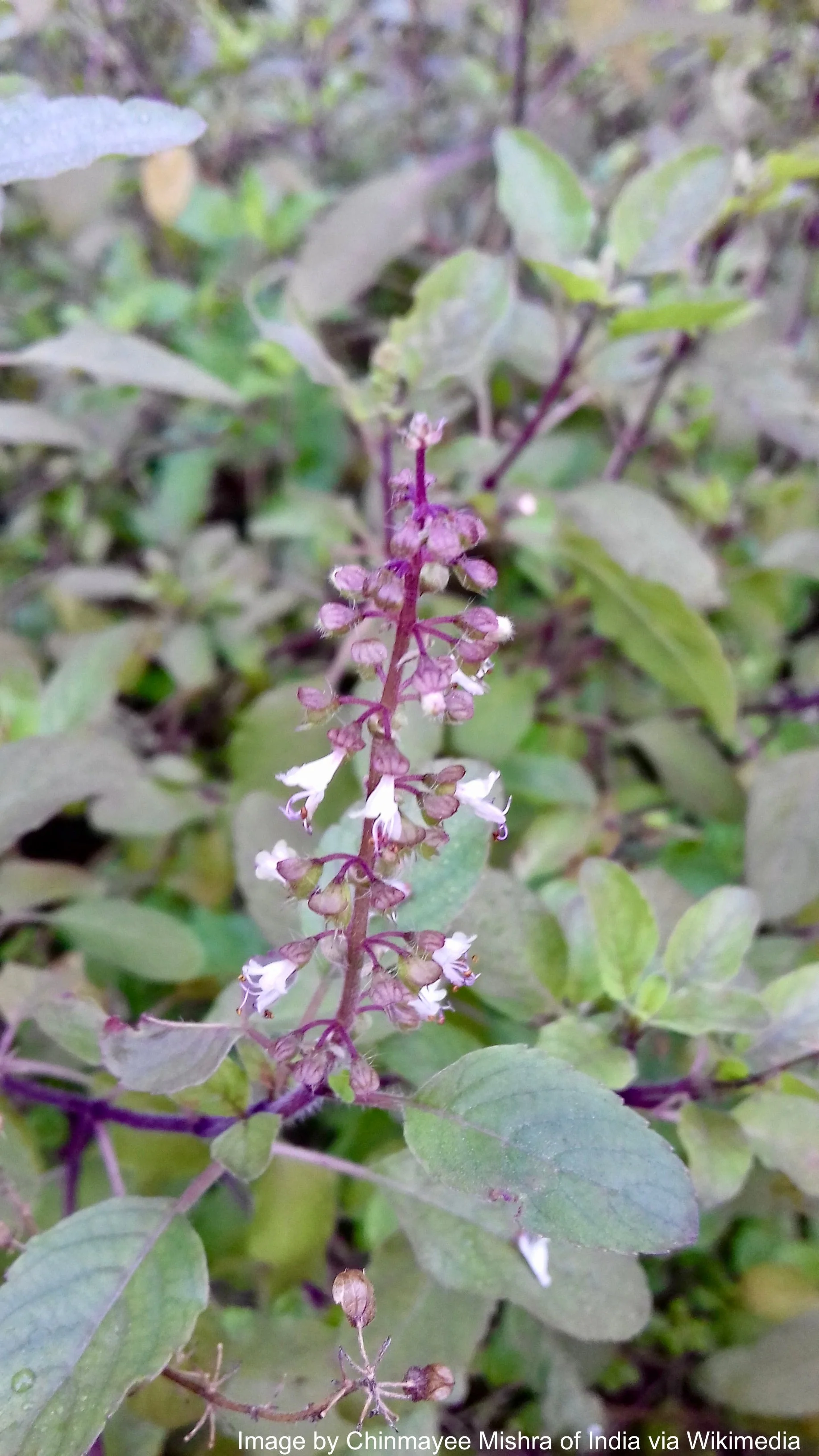 Tulsi, Rama aka Holy Basil (Ocimum tenuiflorum var. rama) - Image 2