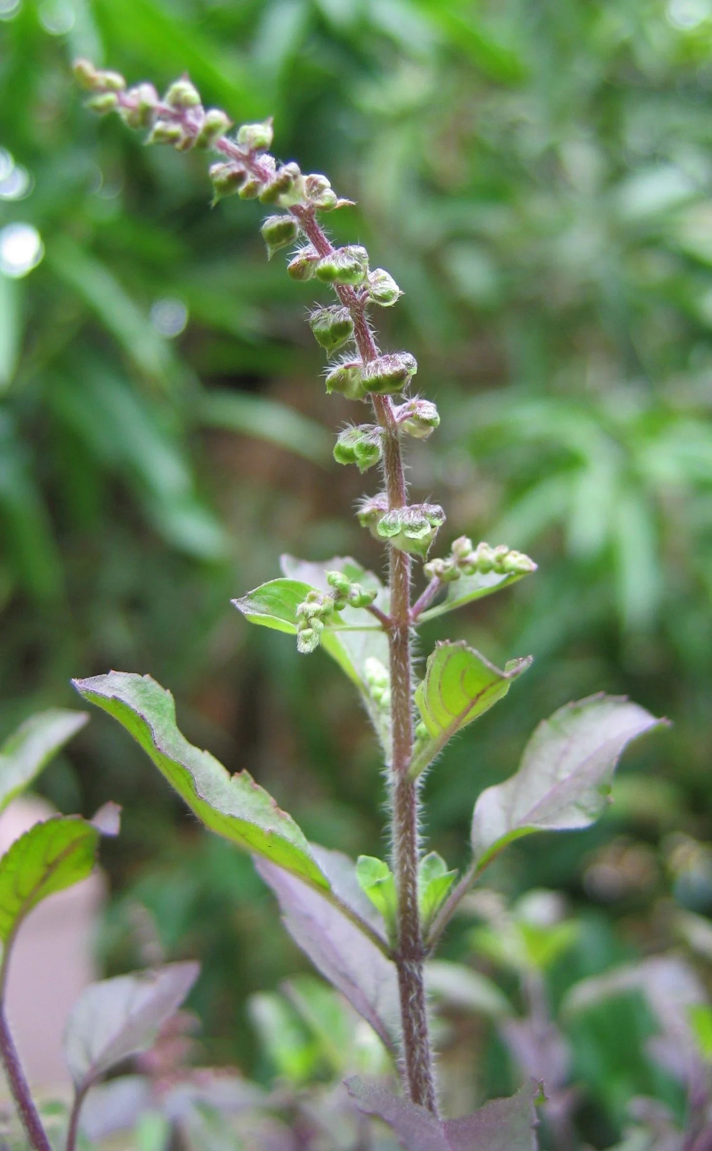 Tulsi, Rama aka Holy Basil (Ocimum tenuiflorum var. rama) - Image 3