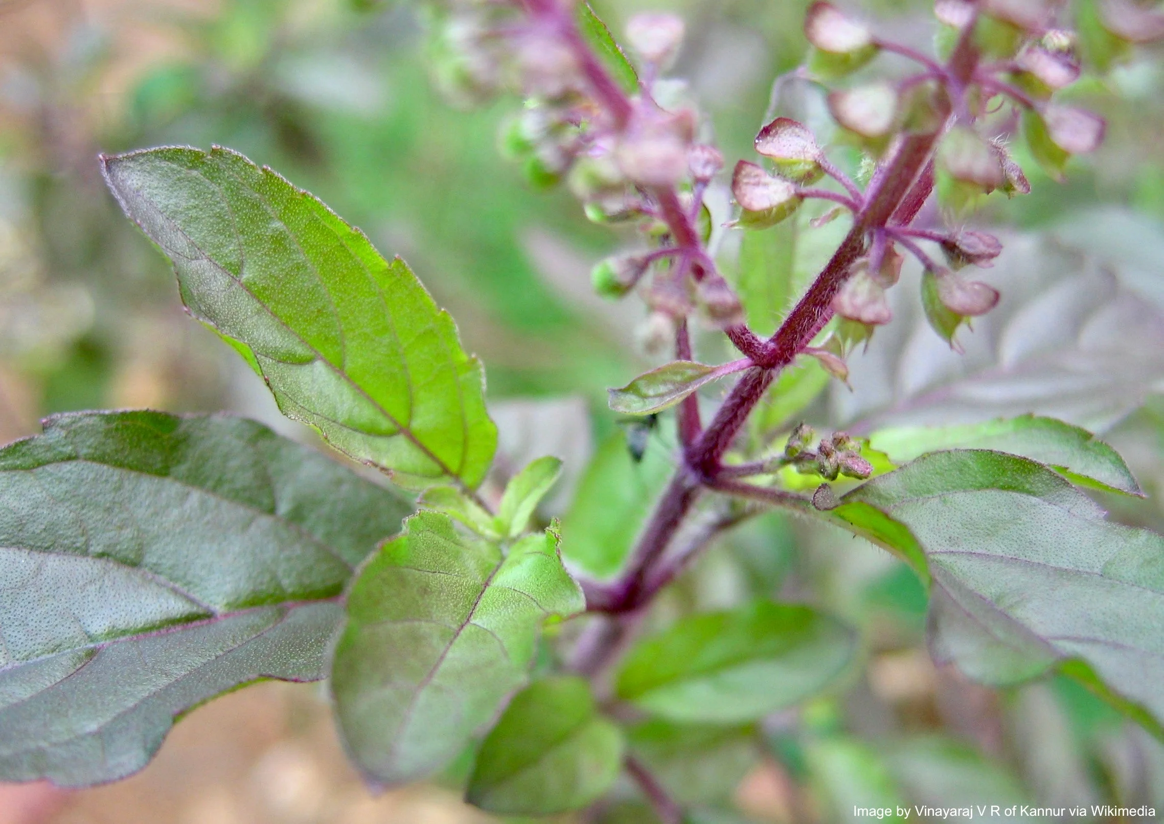 Tulsi, Rama aka Holy Basil (Ocimum tenuiflorum var. rama) - Image 4