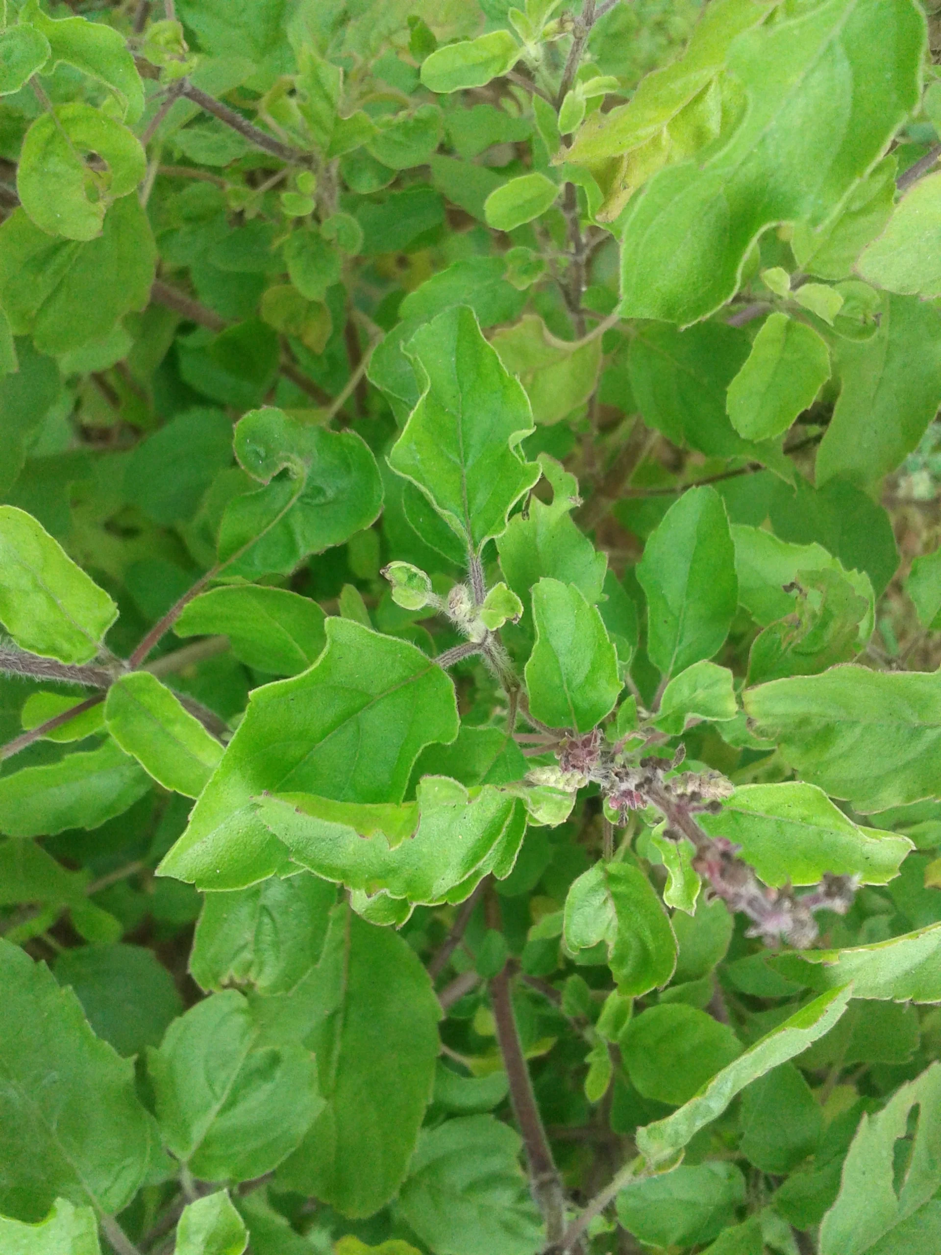 Tulsi, Rama aka Holy Basil (Ocimum tenuiflorum var. rama) - Image 5