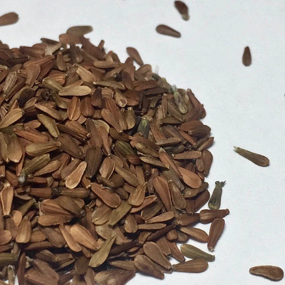 Valerian, Official (Valeriana officinalis) - Image 2