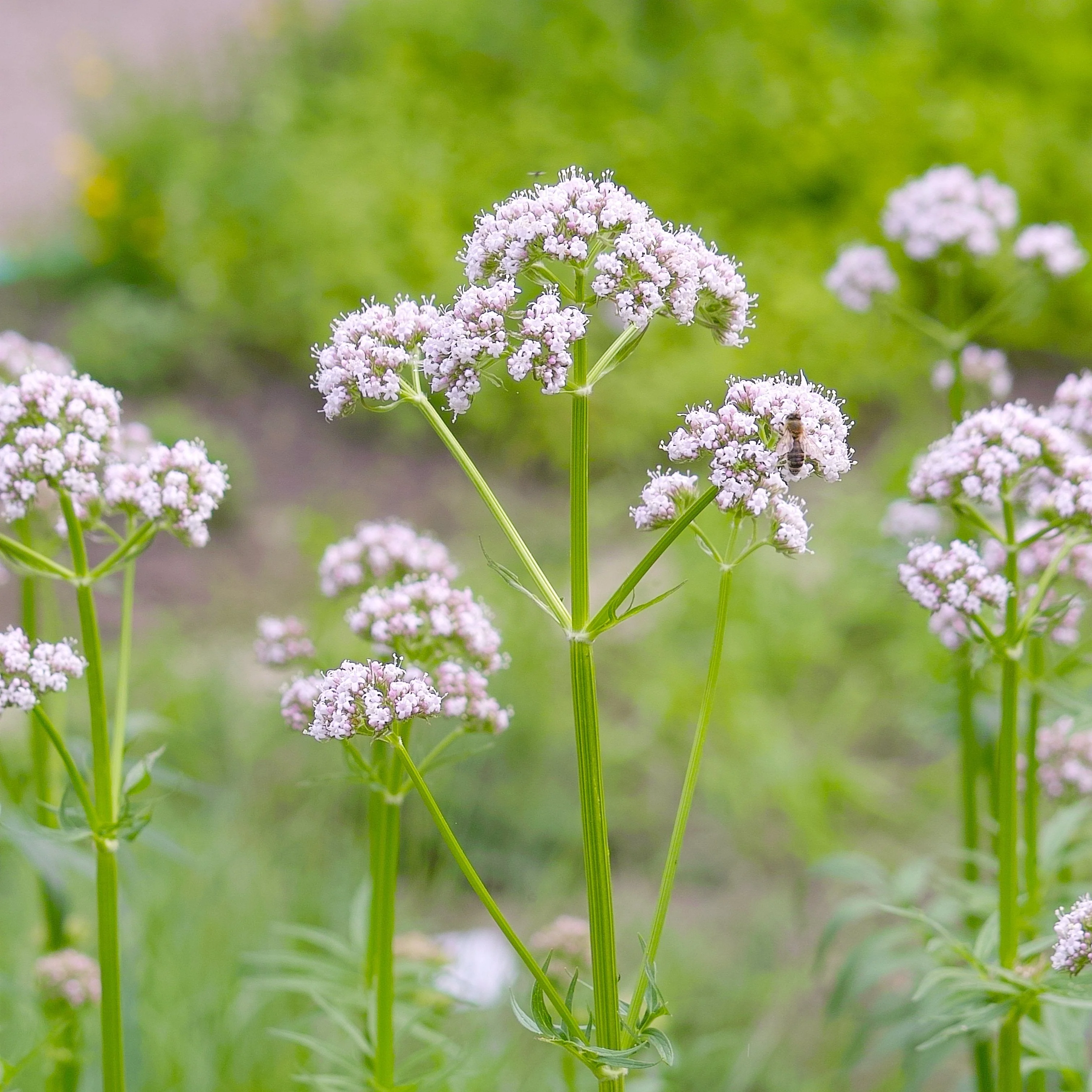 Valerian, Official (Valeriana officinalis) - Image 3