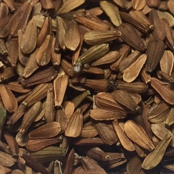Valerian, Official (Valeriana officinalis) - Image 4