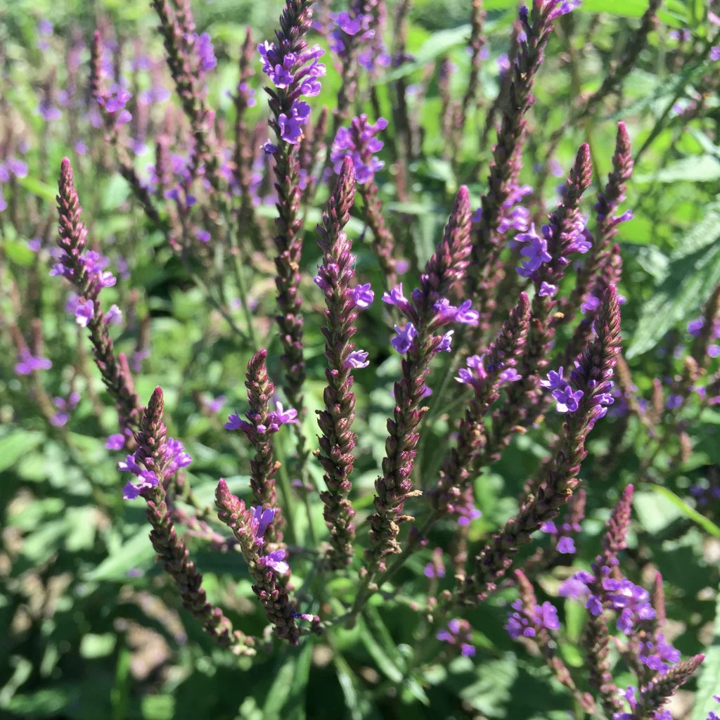 Vervain, Blue (Verbena hastata) - Image 3