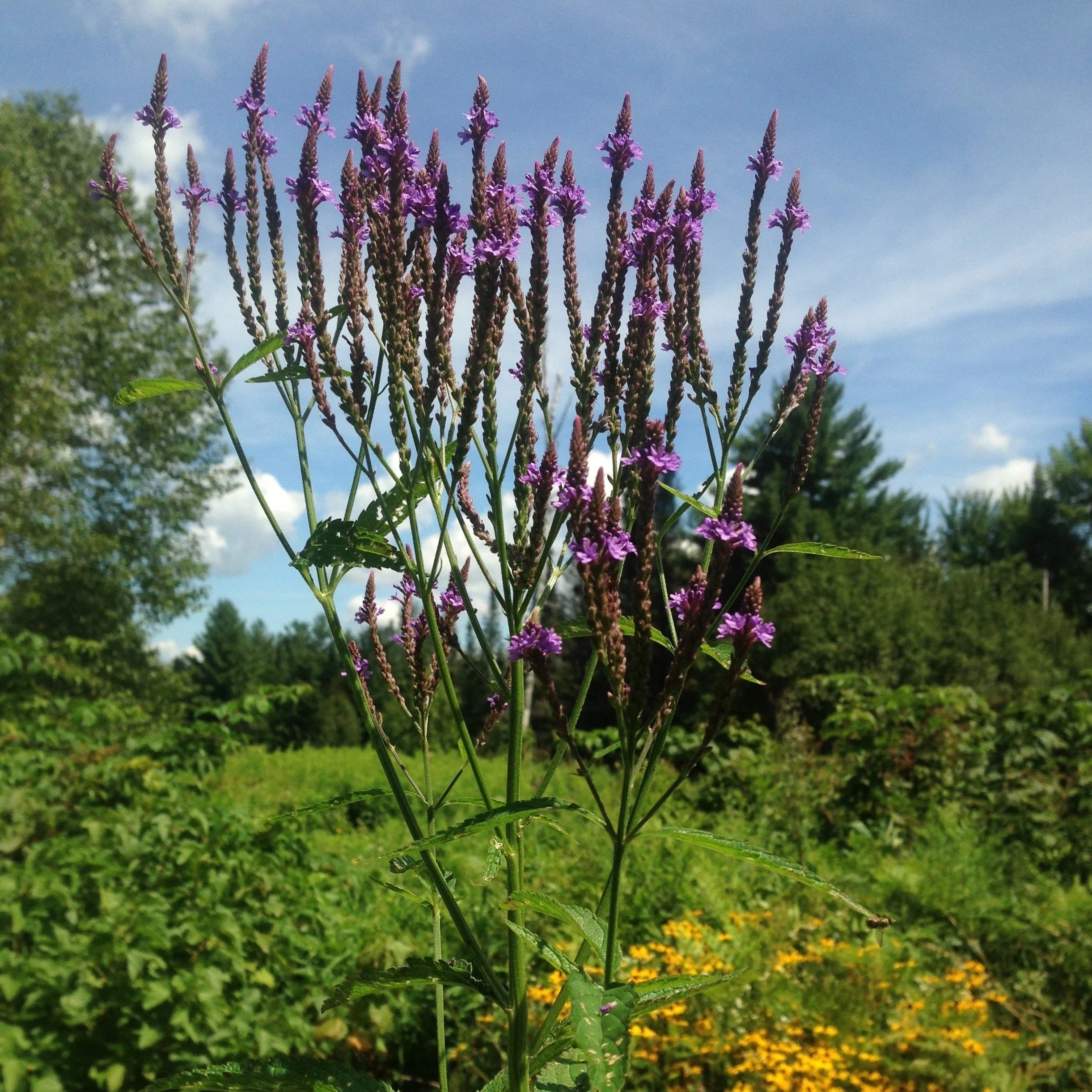 Vervain, Blue (Verbena hastata) - Image 4