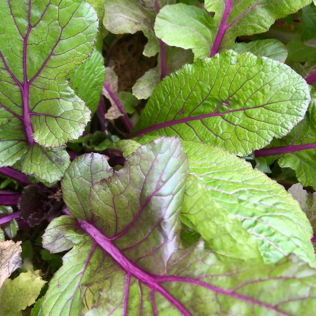 Vibrant Joy Mustard - Image 2