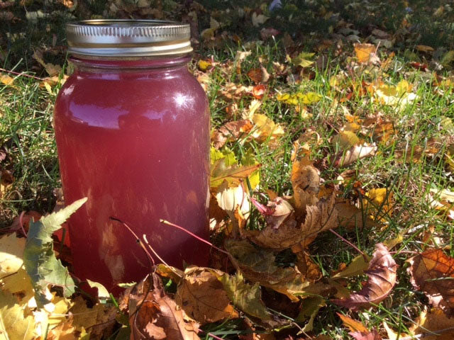 Water Kefir Basic Starter Set - Image 2