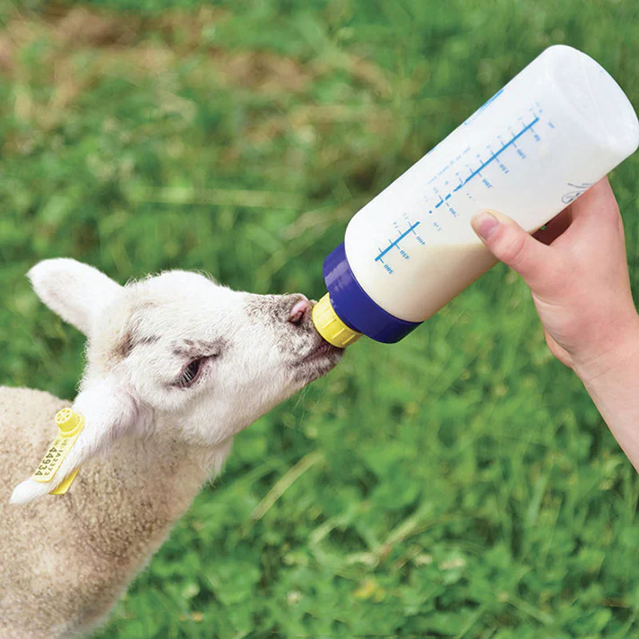 Wide Mouth Lamb 'N' Kid Feeding Bottle - Image 3