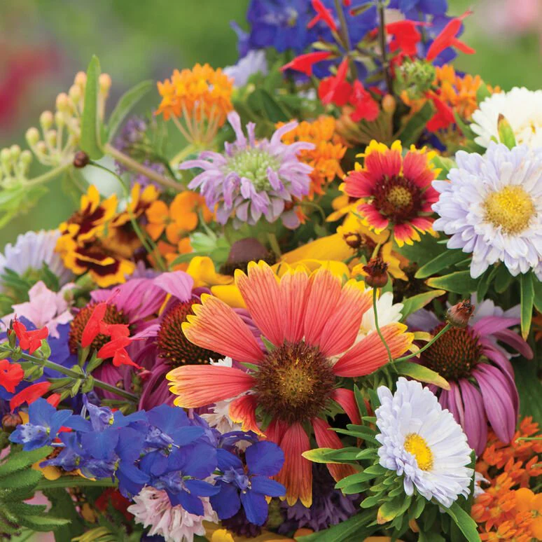 Wild for Wildflowers - Our Grow Kit Gift Box with Wildflowers - Image 5