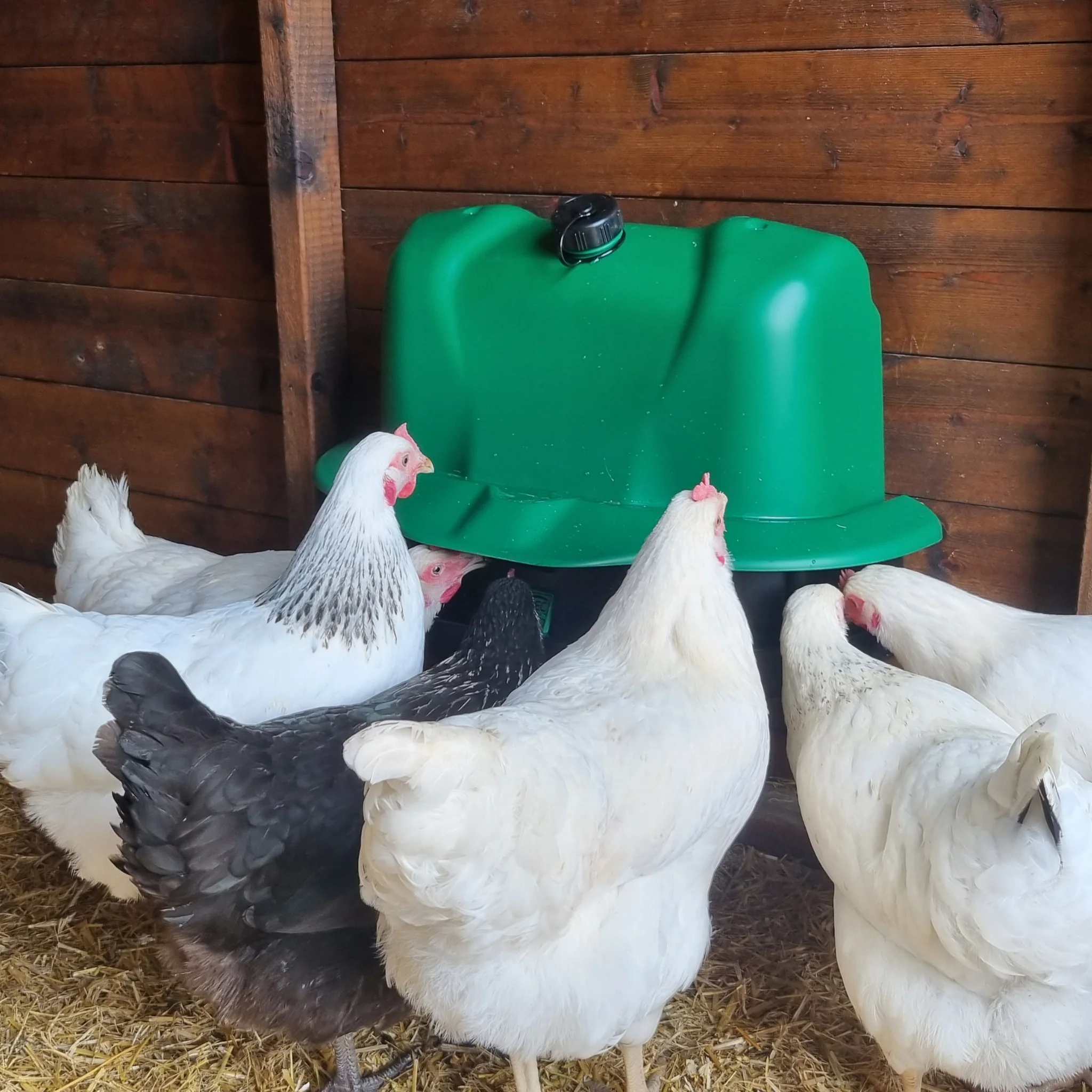 Wise Mountable Drinker - 3 Gallon Poultry & Game Waterer - Image 6