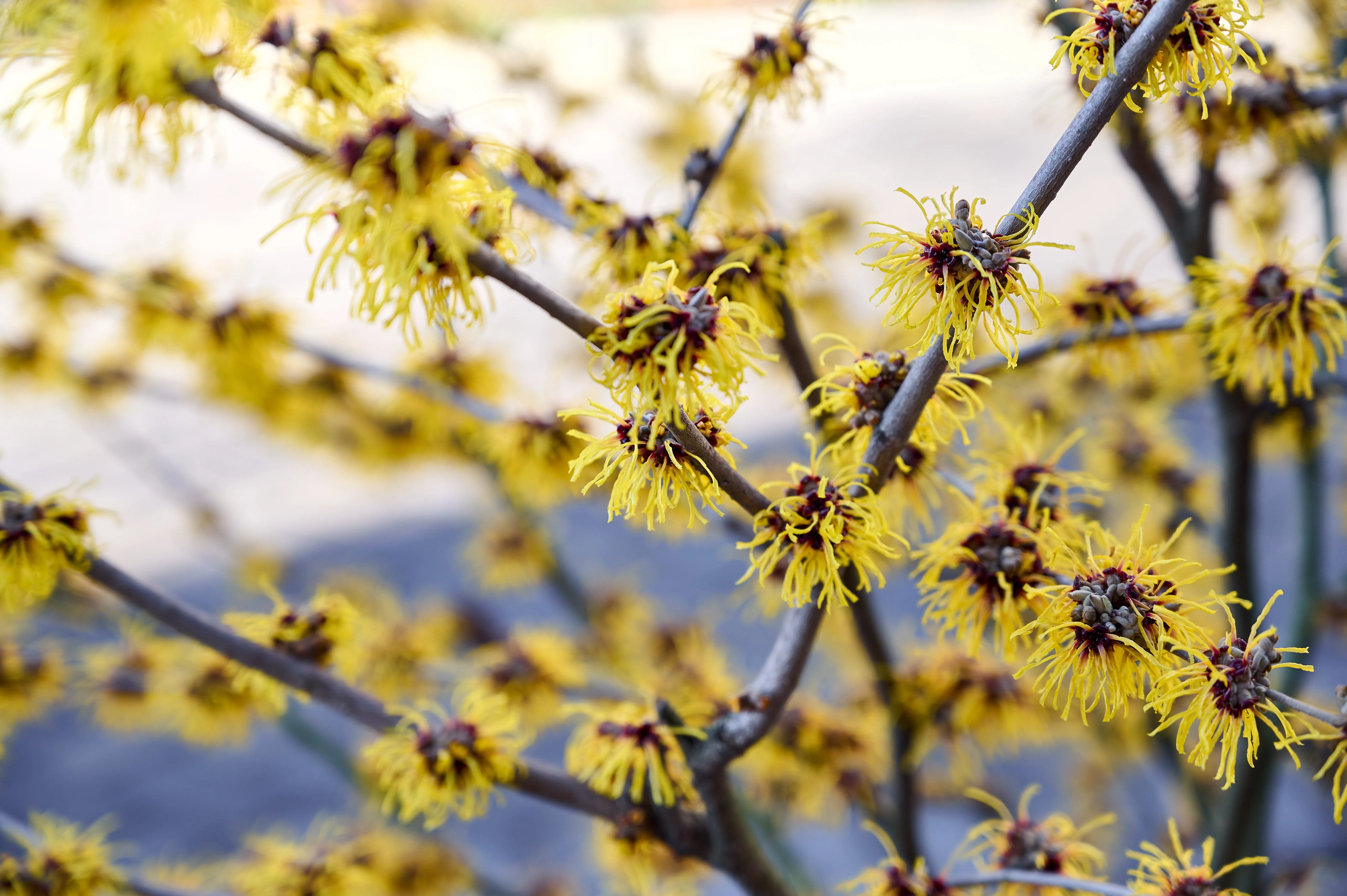 Witch Hazel (Hamamelis virginiana) - Image 2