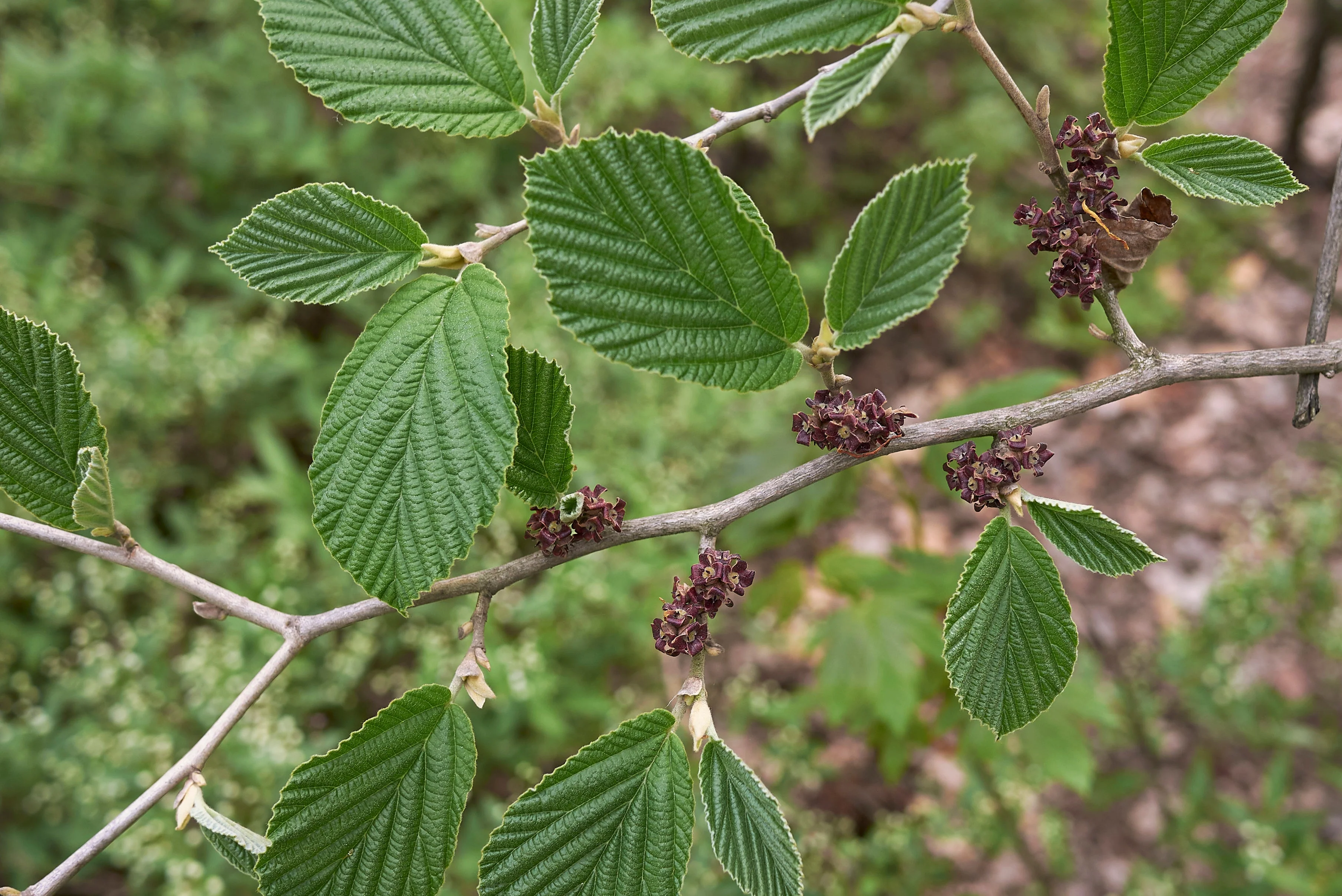 Witch Hazel (Hamamelis virginiana) - Image 3