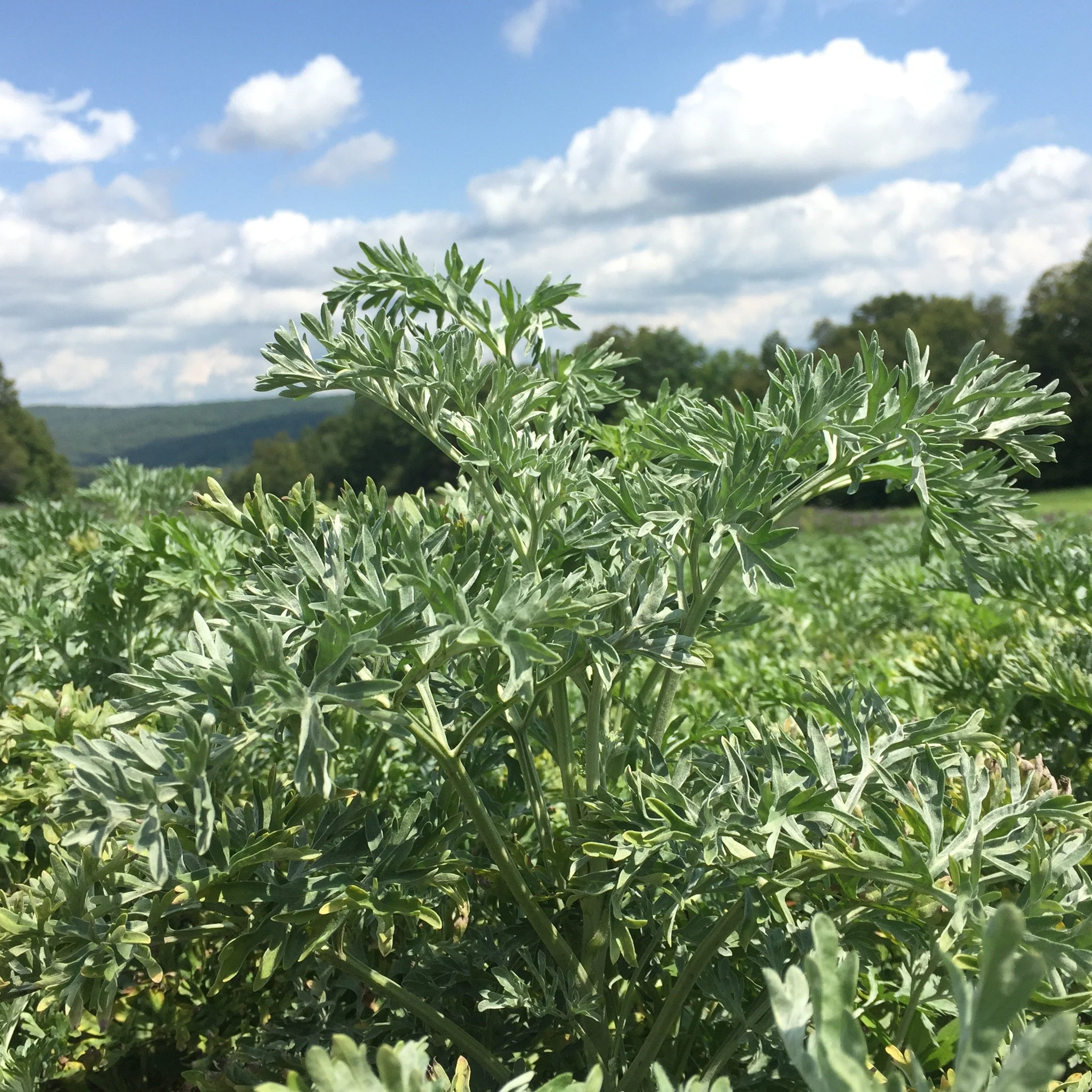 Wormwood, Absinthe (Artemisia absinthium)