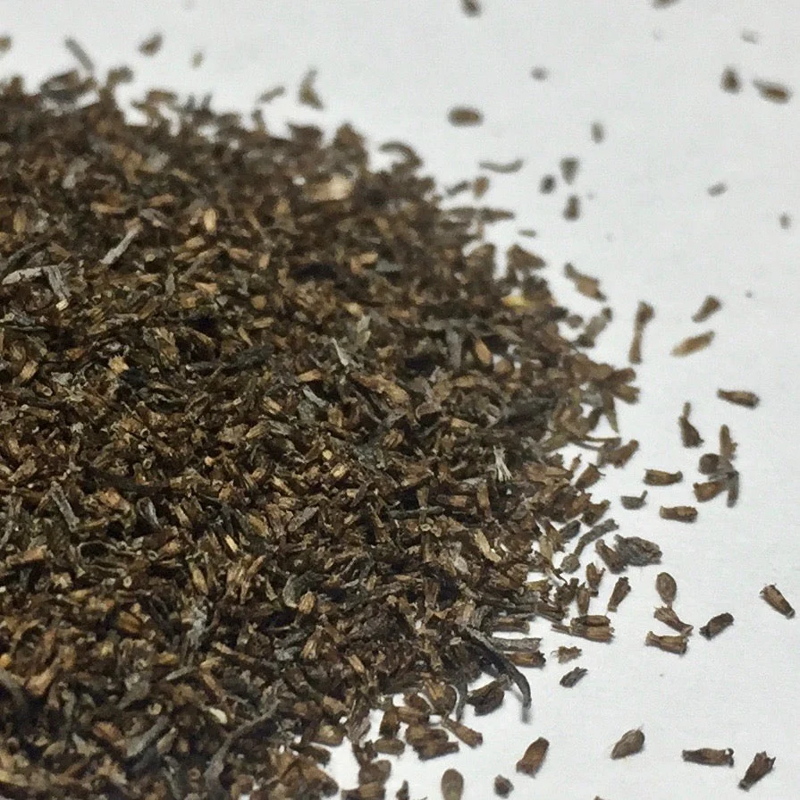 Wormwood, Absinthe (Artemisia absinthium) - Image 2