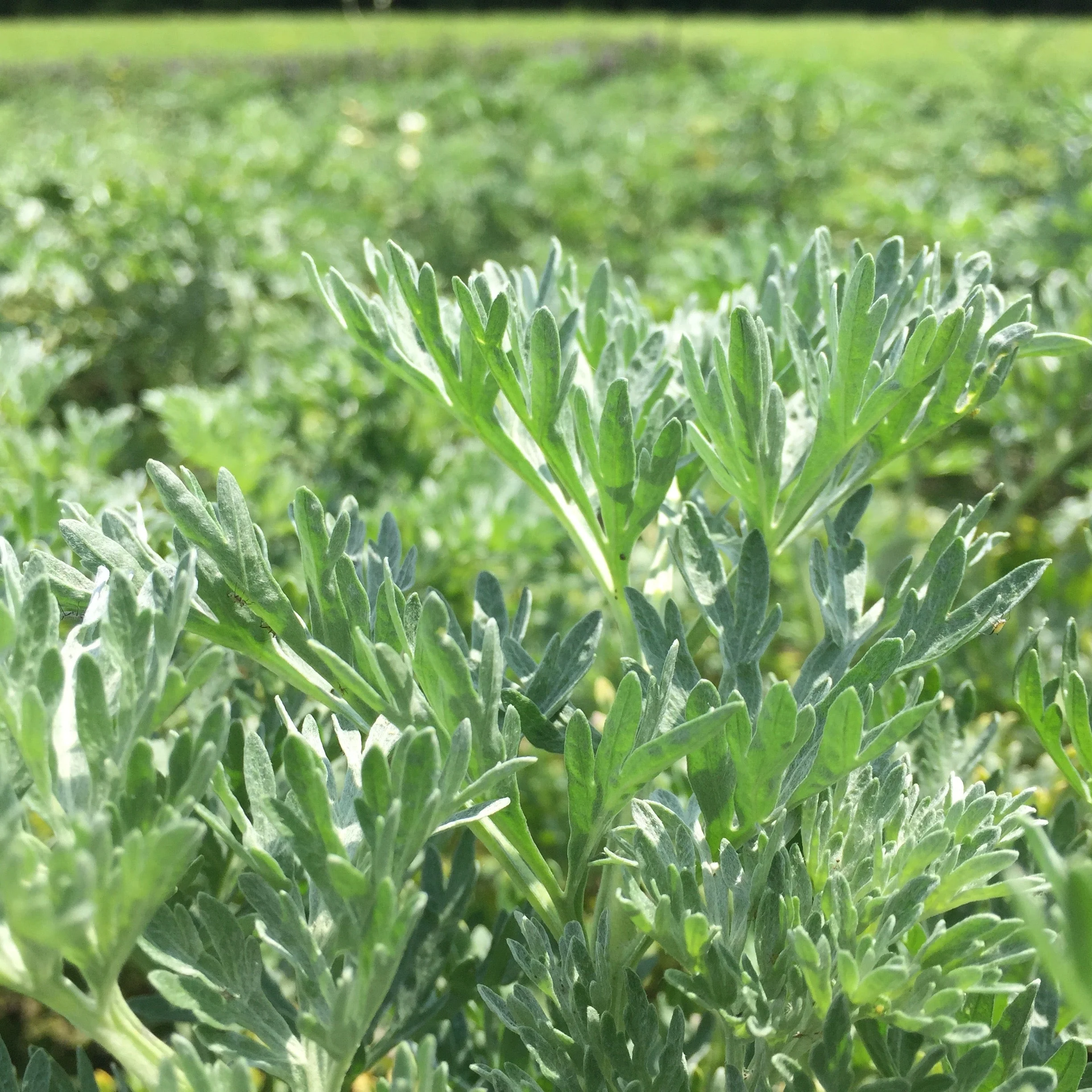 Wormwood, Absinthe (Artemisia absinthium) - Image 3
