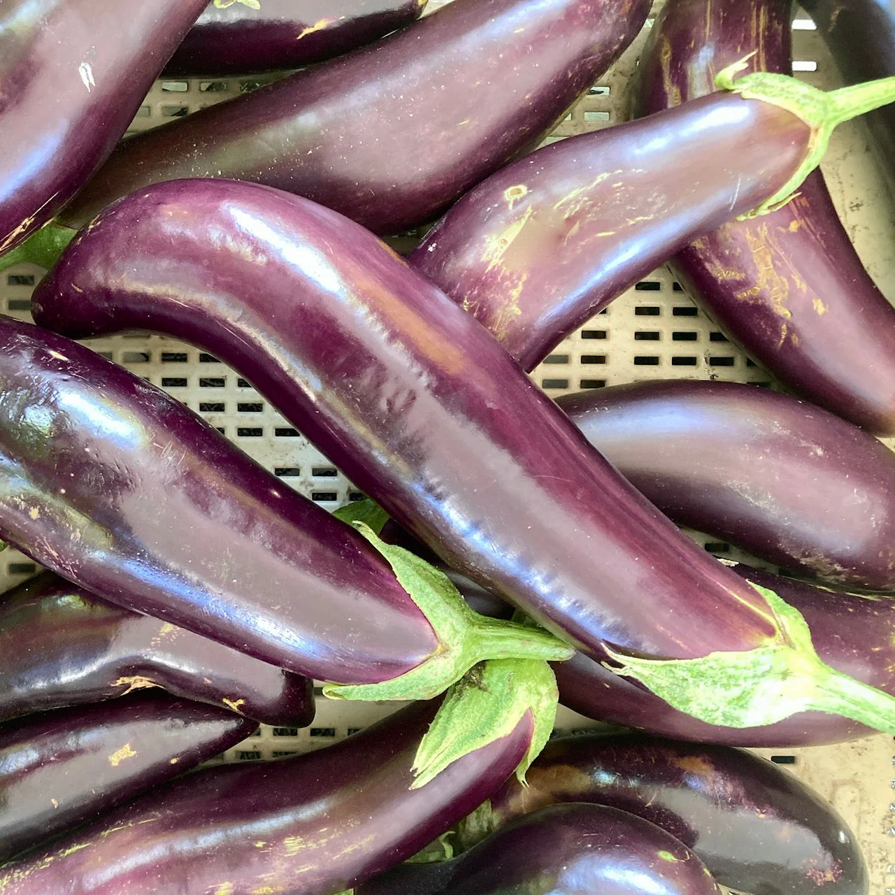Za Hara Eggplant - Image 2