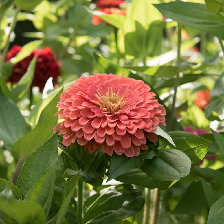 Zany for Zinnias - Our Grow Kit Gift Box with Zinnias - Image 3